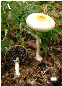 Psilocybe cubensis - Mateus Reck  - tese de Paula Silva.jpg