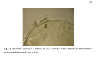 cubensis em agar - Silva-2013.jpg