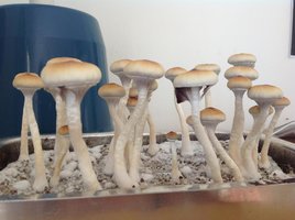 Xapuri Cubensisdedread CM Xapuri21.jpg