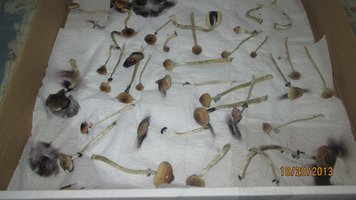 IMG_2014.jpg