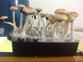 mdk17.jpg