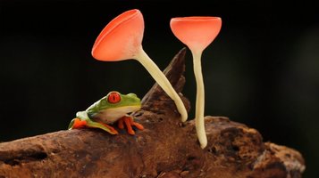 FrogMushrooms.jpg
