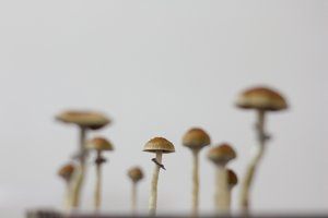 _MG_3986.JPG