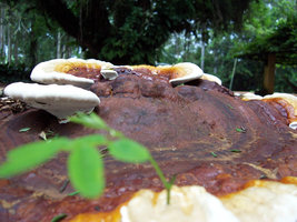 janeiro 2007 009.jpg