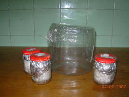 07-02-2007 grower- 04.JPG