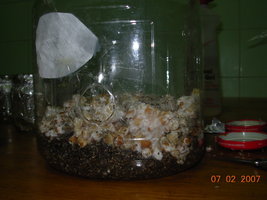 07-02-2007 grower- 06.JPG