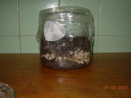 07-02-2007 grower- 13.JPG