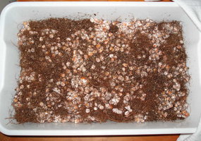 preparo casing 2.jpg