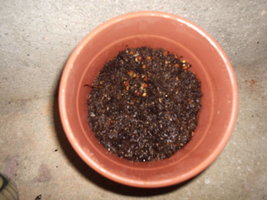 P1010004.JPG