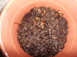 P1010005.JPG