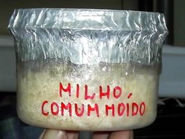 Imagem 0850.jpg