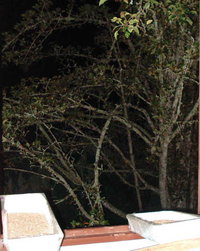 chuva noturna.jpg