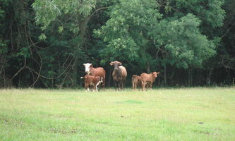 vacas.jpg