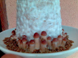 bolo 2 mex.jpg