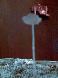 flor casing  .jpg