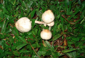 caça 5.jpg