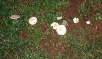 caça 9.jpg