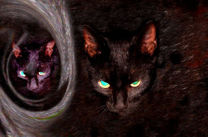 gato.jpg