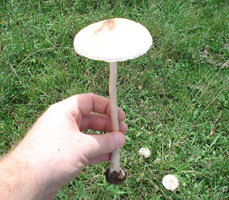 caca 2.jpg
