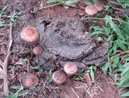 caca 6.jpg