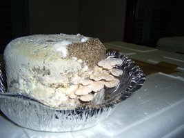 Imagem 0865.jpg