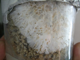 Copo_03_02.jpg