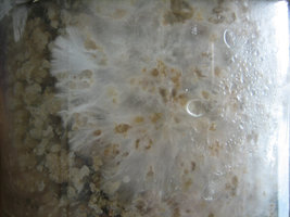 Copo_04_02.jpg