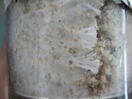 Copo_04_03.jpg