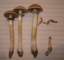 coleta mex 1.jpg