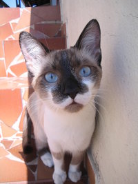 Mel 003.jpg