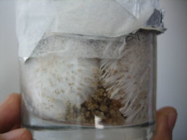 copo_03_11_03.jpg