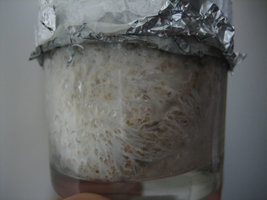 copo_04_11_03.jpg