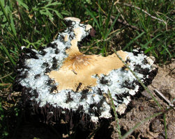 acroonshroom640.jpg