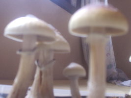 cogus_008.jpg