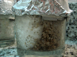 copo_01_20_03.jpg