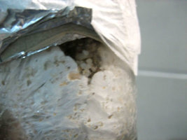 Copo_04_20_03.jpg