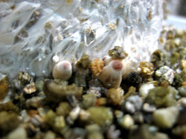 01_04_pins_e_primordias.jpg