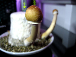 growing2-002.jpg