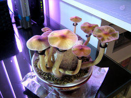haverst-0021.jpg