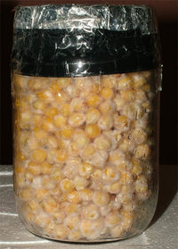 pote2.jpg