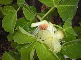Pequi04.jpg