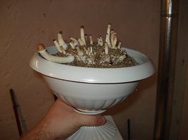 Imagem 020.jpg