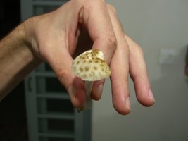 amanita.jpg