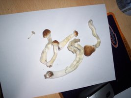 100_0227.jpg