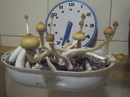 P1010001.JPG