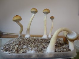 2°Flush1.JPG