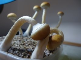 2°Flush2.JPG