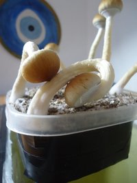 2°flush4.JPG