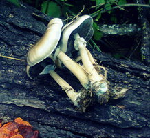 Psilocybe Cubensis.jpg