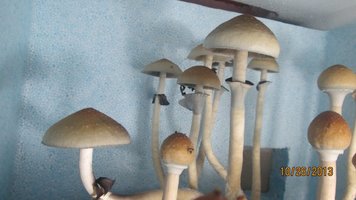 IMG_2066.jpg